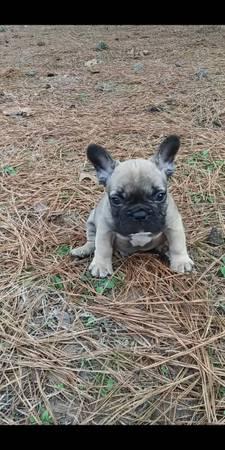 AKC French Bulldog Males