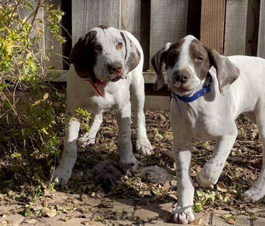 German Shorthaired Pointer Puppies Purebred