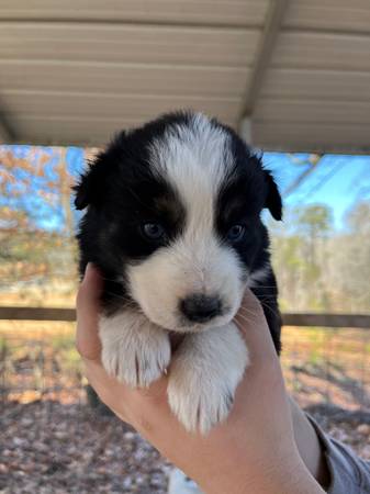 Australian Shepherd puppies