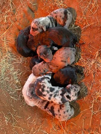 Catahoula Pups