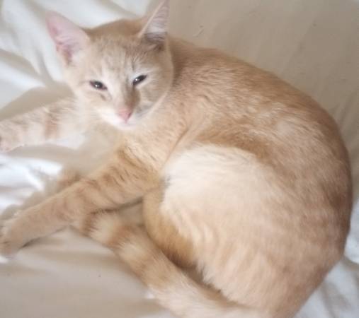 Rare Cream colored Male Tabby