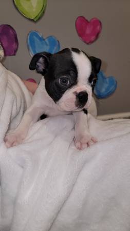 Boston Terriers