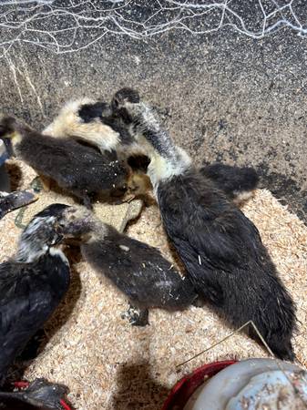 Ancona and Ancona/Golden 500 Ducklings