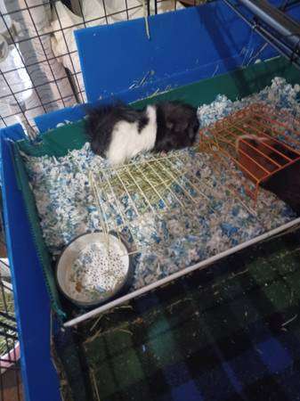 2 male guinea pigs and free cage