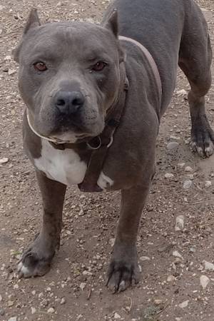 Pitbull/XL bully puppies