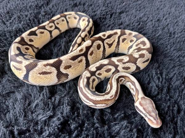 Firefly ball python