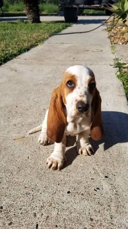 Basset hound puppy