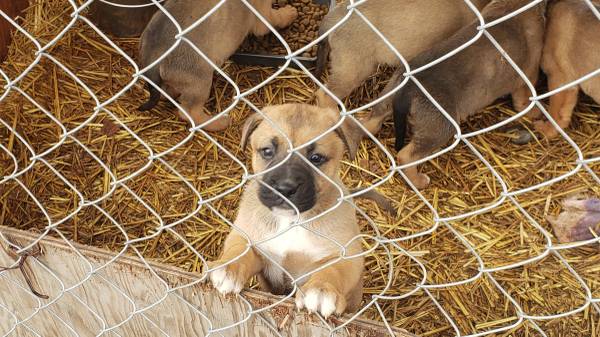 german shepherd/ boxers puppies 6 weeks old