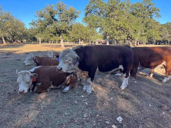 Mini Hereford Bull!!