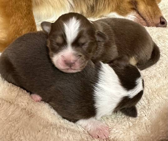 Mini Australian shepherds