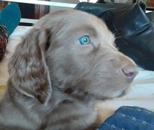 Weimaraner puppies ready now