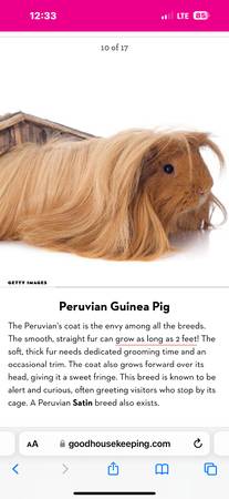 ISO YOUNG TEXEL OR PERUVIAN GUINEA PIG