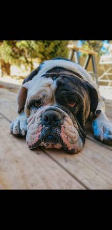 120lb Olde English Bulldogge