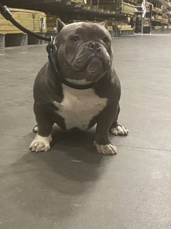 Wonderful Female Micro Bully