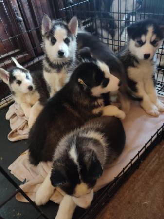 AKC registered Siberian huskies