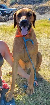 Oso, 1/2 Bullmastiff, 1/2 German Shepard