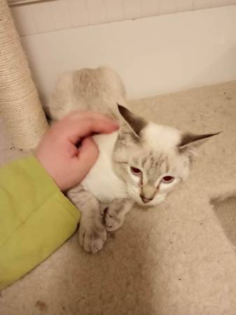 Female Snow Point Siamese