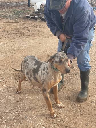 Catahoula Pups