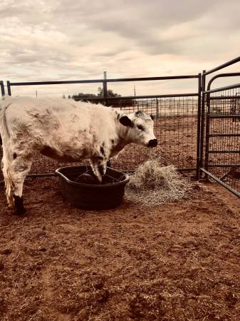 Scottish Highland Cross bred to silver mini Scottish Highland