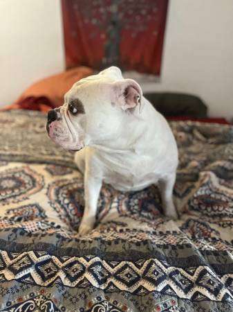 Deaf Olde English Bulldog In Need of Home