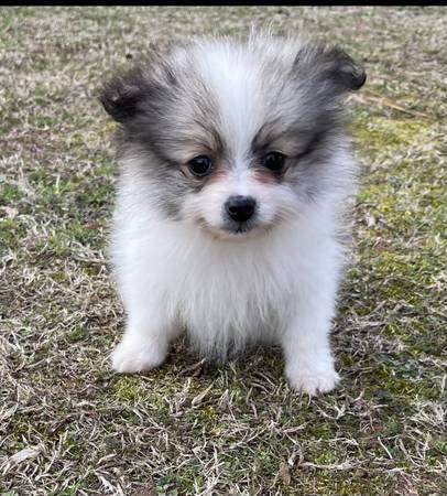 Pomeranian puppy