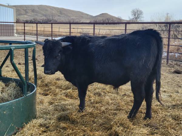 2 year old corriente/Angus bull