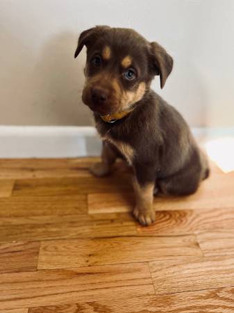 Male Lab Mix Pups