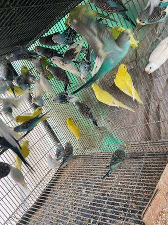 30 Parakeets available