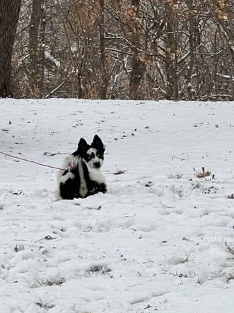 Male Pom Klee looking for his new home