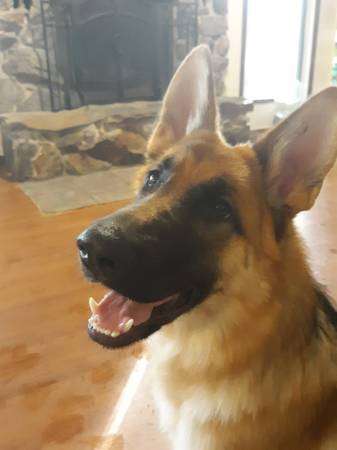 Female German Shepherd