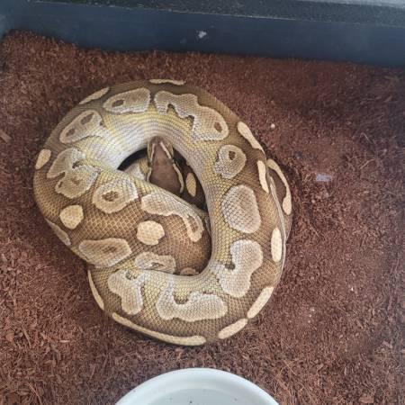 Rehoming Ball Python collection