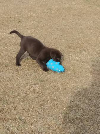 Chocolate lab male