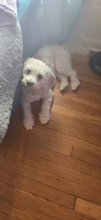 1 year old Cavachon Male