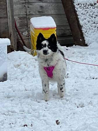 Male Pom Klee looking for his new home