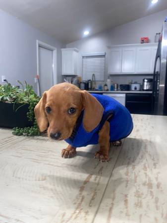 DACHSHUND IN SEARCH OF FOREVER HOME