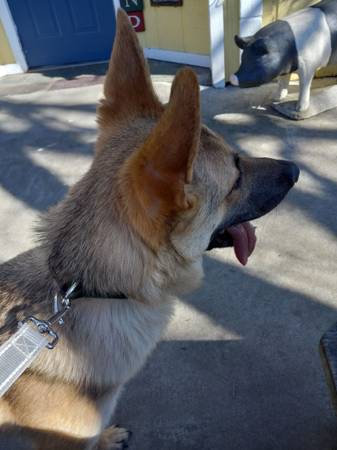 german shepherd male