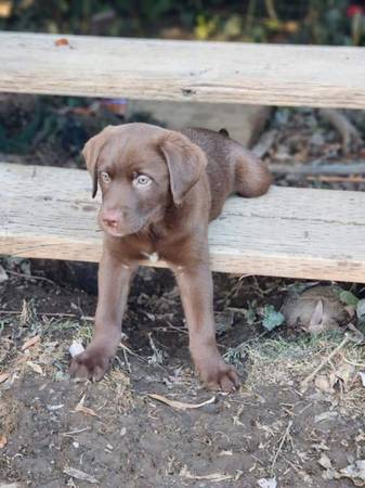 11 week old Puppy’s