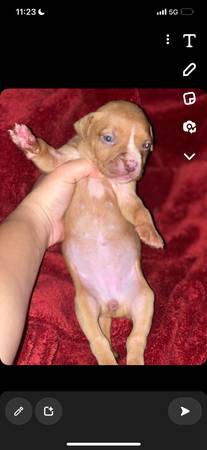 Beautiful Tan Pit Puppy