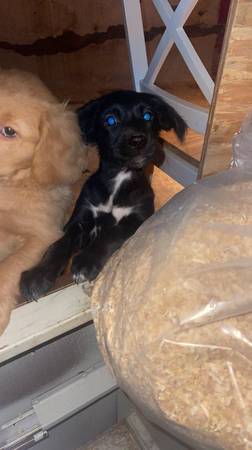 Aussie/Retriever Puppies