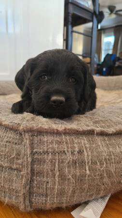 Labradoodle puppy