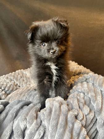 Purebred Pomeranian puppy