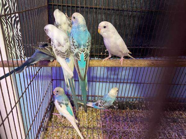 parakeets available