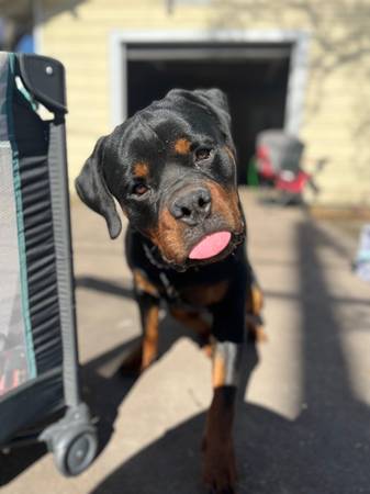 Male Rottweiler