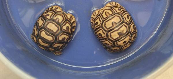 Leopard Tortoise babies