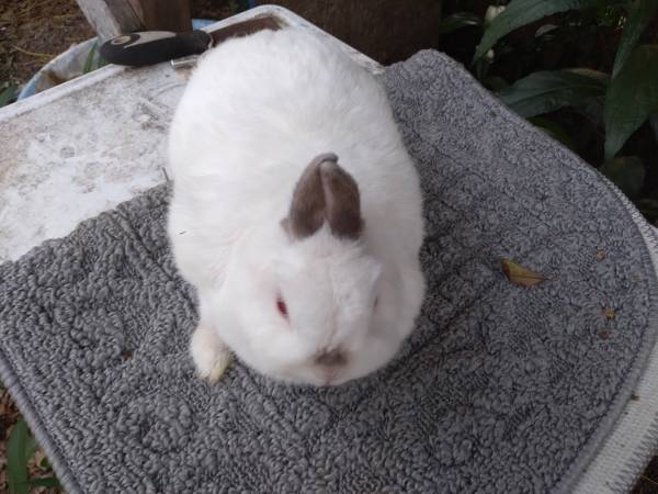 Netherland Dwarf Rabbits for Rehoming $60