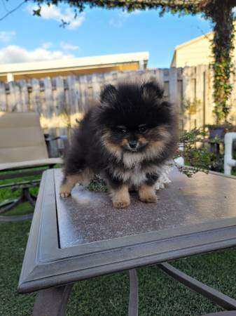 Pomeranian puppy