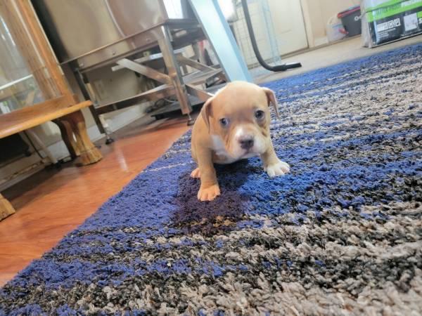 American bully puppies