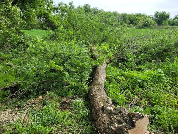 Tree and Shrub Removal