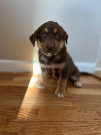 Male Lab Mix Pups