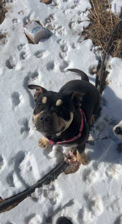 Bulldog staffordshire terrier mix